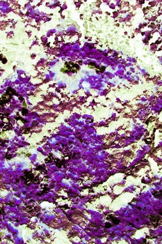 AP 67A